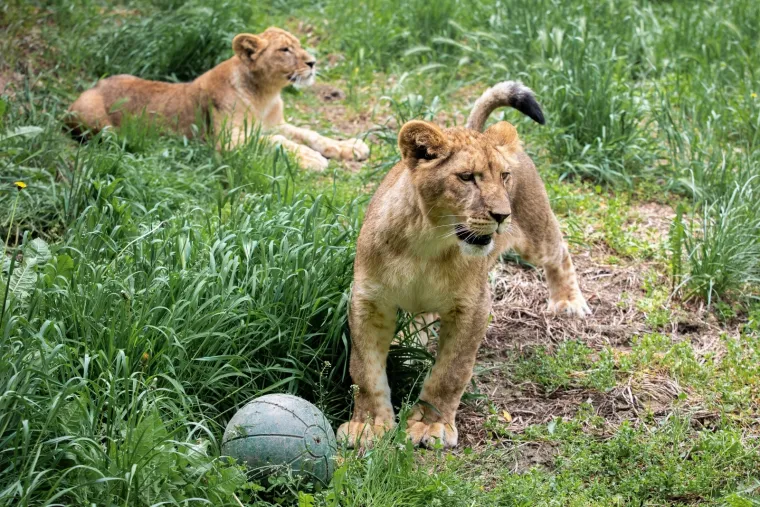 Iskešeni očnjaci i pogled predatora: Zavirite u svakodnevicu osječkog zoološkog vrta