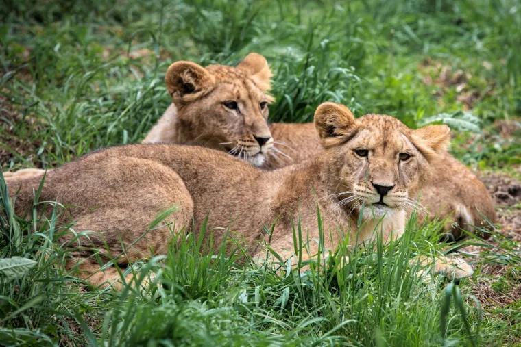 Iskešeni očnjaci i pogled predatora: Zavirite u svakodnevicu osječkog zoološkog vrta
