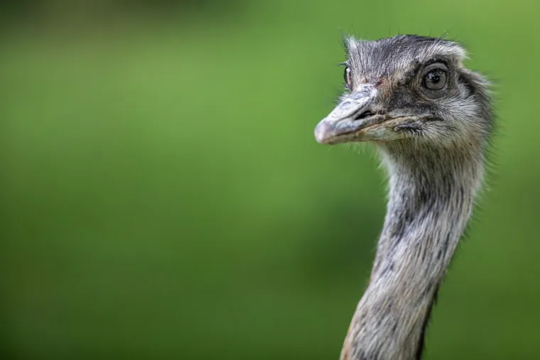 Iskešeni očnjaci i pogled predatora: Zavirite u svakodnevicu osječkog zoološkog vrta