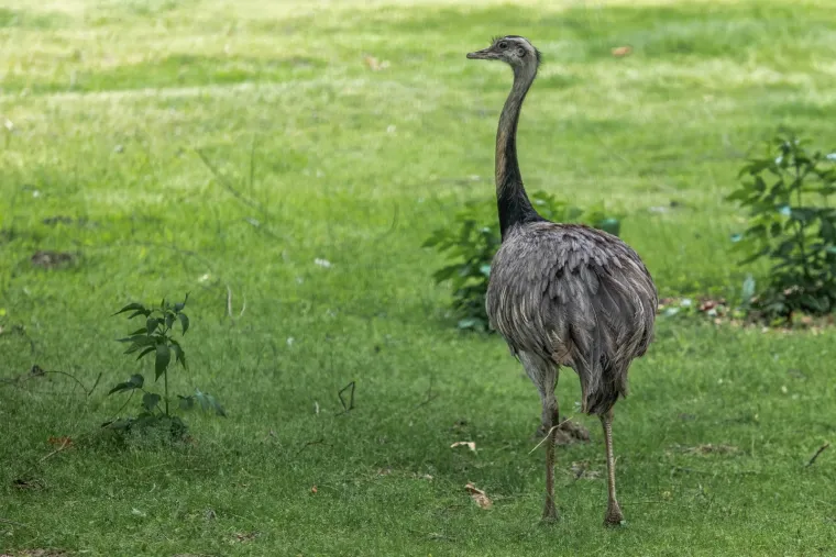 Iskešeni očnjaci i pogled predatora: Zavirite u svakodnevicu osječkog zoološkog vrta