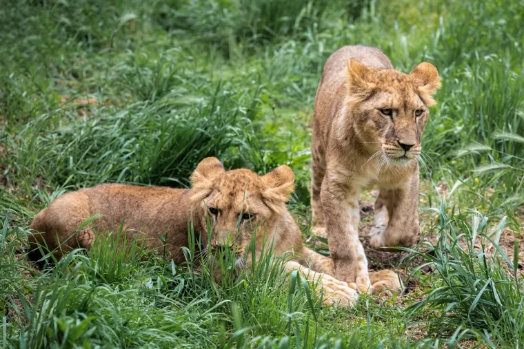 Iskešeni očnjaci i pogled predatora: Zavirite u svakodnevicu osječkog zoološkog vrta