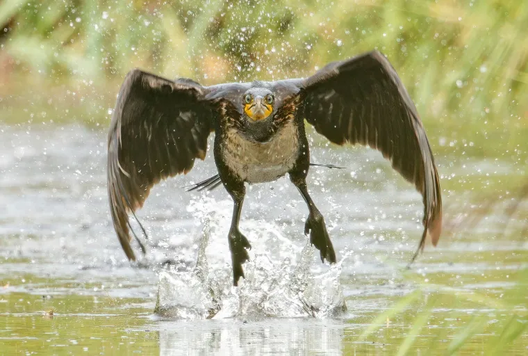 U impresivnom prizoru iz Stodmarsh Nature Reservea u Kentu, kormoran je izronio iz uskog riječnog kanala i poletio ravno prema fotografu, te stvorio kadar koji djeluje gotovo kao scena iz filma. Fotografiju je snimio James Ball (30), agent za nekretnine iz Leytonstonea, Istočni London, koji je tog dana odlučio spustiti se tik uz vodu kako bi uhvatio pticu iz ptičje perspektive – i nije pogriješio. Rezultat je serija zapanjujućih fotografija na kojima ptica leti gotovo savršeno simetrično, a njezin intenzivan pogled djeluje kao da točno zna da je u centru pažnje.