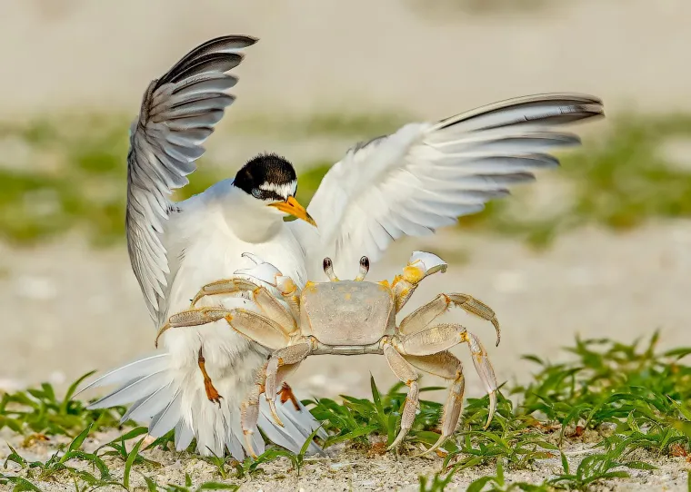 Na sunčanoj plaži nedaleko od Fort Myersa na obali Floride, odvila se prava drama iz ptičje perspektive. Mala čigra (Least Tern), inače česta stanovnica američkih obala, pokazala je koliko majčinski instinkt može biti snažan – i hrabar. U prizoru koji je zabilježila profesionalna fotografkinja Judy Rogero, čigra se suočila s nepozvanim gostom – duhovnim rakom koji se pokušao približiti njezinim tek izleglim ptićima. Bez imalo straha, ptica je odlučno poletjela prema uljezu, te ga tjerala daleko od gnijezda i pokazala da će učiniti sve kako bi zaštitila svoje potomstvo. Nakon što je opasnost otklonjena, čigra se vratila s ribom u kljunu i nahranila svoje ptiće.