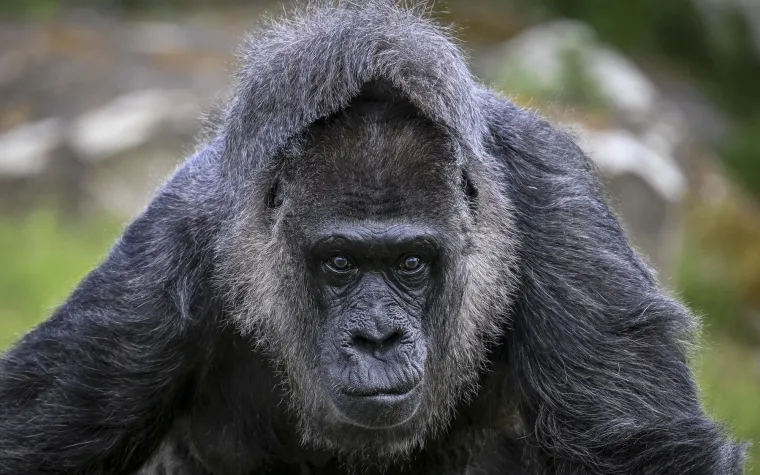 Najčešći zvukovi su gunđanje i lavež koji pomažu članovima grupe da ostanu u kontaktu tijekom kretanja kroz gustu vegetaciju. Vriskovi i rika signaliziraju uzbunu ili opasnost, a najčešće ih ispuštaju srebrnoleđi mužjaci. Duboko, tutnjajuće podrigivanje izražava zadovoljstvo, često tijekom hranjenja ili odmora. Čuveno bubnjanje po prsima (koje izvode i mužjaci i ženke, ali je glasnije kod mužjaka zbog zračnih vrećica) dio je rituala zastrašivanja, ali služi i za komunikaciju između grupa te održavanje hijerarhije.