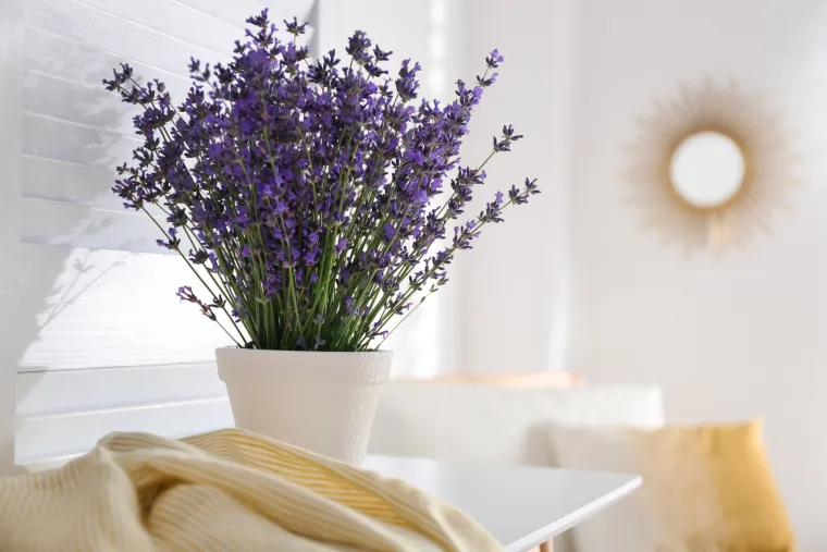 6. Lavanda u bilo kojem obliku velika je pomoć u otklanjanju stresa i nesanice te umiruje nemir, nervozu, tjeskobu i depresiju. Najbolje je posaditi lavandu u travnju ili svibnju kada se tlo može prirodno zagrijati. Pokušajte ih ne saditi zimi, jer mogu uvenuti u hladnom, mokrom tlu. Ako imate vrt izvan kuće, najbolje ih je tamo posaditi. Ali također dobro rastu u posudama. Općenito im treba puno sunca i mogu uvenuti u sjeni, na vlazi ili na vrlo niskim temperaturama. Preporučuje se držati ih na suhom plodnom tlu, jer neće preživjeti u glinenom tlu.