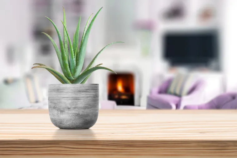 7. Aloe vera je poznata po svojim ljekovitim učincima. Zaglađuje i vlaži nadraženu kožu i može liječiti opekline, ozebline, psorijazu, pa čak i herpes. Aloe vera treba jaku svjetlost da bi preživjela. Ako je sadite vani, onda bi oko šest sati na suncu moglo biti najbolje za nju. Ako je uzgajate u kući, stavite je pored prozora kako bi do nje dopirala jaka svjetlost izvana. Aloja voli da joj tlo bude kiselo (oko 6,0), ali se također može prilagoditi različitim uvjetima.