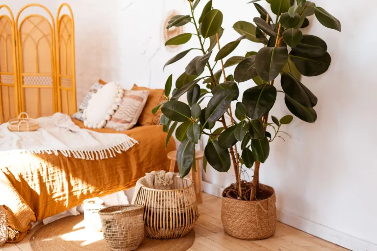 8. Biljka Ficus elastica, koja je poznata i kao fikus gumijevac, obično naraste velika, no nije teško brinuti se za nju. Njeno ogromno lišće apsorbira sve loše spojeve iz zraka. Zato ne zaboravite obrisati prašinu s lišća! Ova biljka voli jako svjetlo, ali pazite da joj ne bude prevruće. Pokušajte je staviti uz prozor koji ima zavjese. Važno je održavati je vlažnim tijekom vegetacijske sezone, zalijevajući je najmanje jednom tjedno. No, pokušajte je ne zalijevati previše jer njeno lišće može požutjeti, pa čak i otpasti.