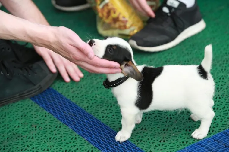 OVO JE NAJSLAĐI PAS NA HRVATSKOJ OBALI I ŠIRE: Štene Jack Russell terijera oduševilo putnike na trajektu za Stari Grad