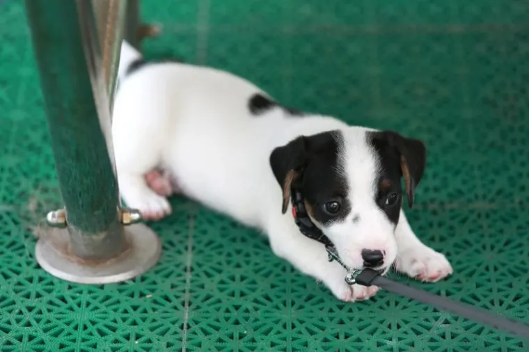 OVO JE NAJSLAĐI PAS NA HRVATSKOJ OBALI I ŠIRE: Štene Jack Russell terijera oduševilo putnike na trajektu za Stari Grad