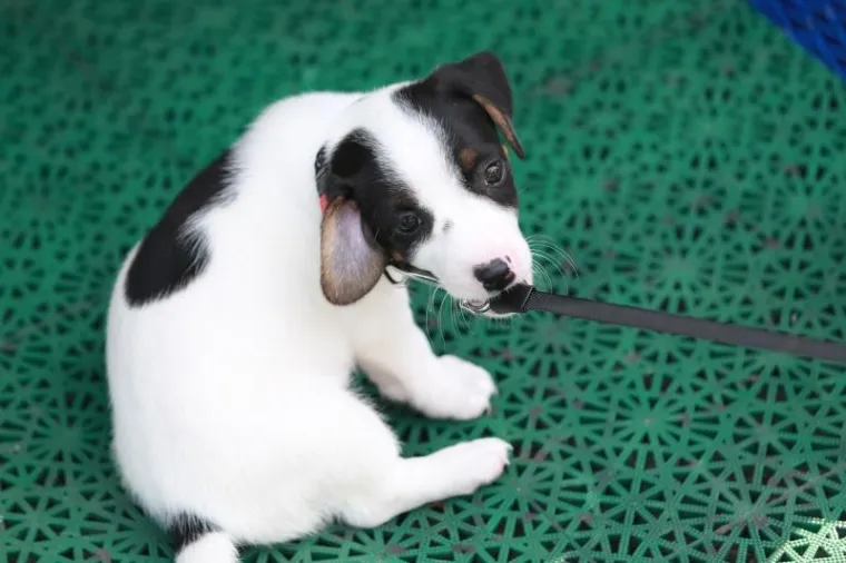 OVO JE NAJSLAĐI PAS NA HRVATSKOJ OBALI I ŠIRE: Štene Jack Russell terijera oduševilo putnike na trajektu za Stari Grad