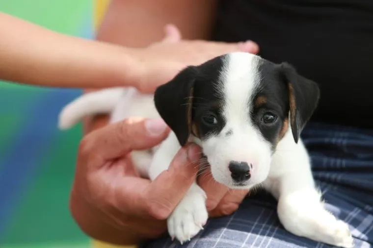 Na trajektu Split - Stari Grad štene Jack Russell terijera staro dva mjeseca oduševilo je domaće i strane turiste.