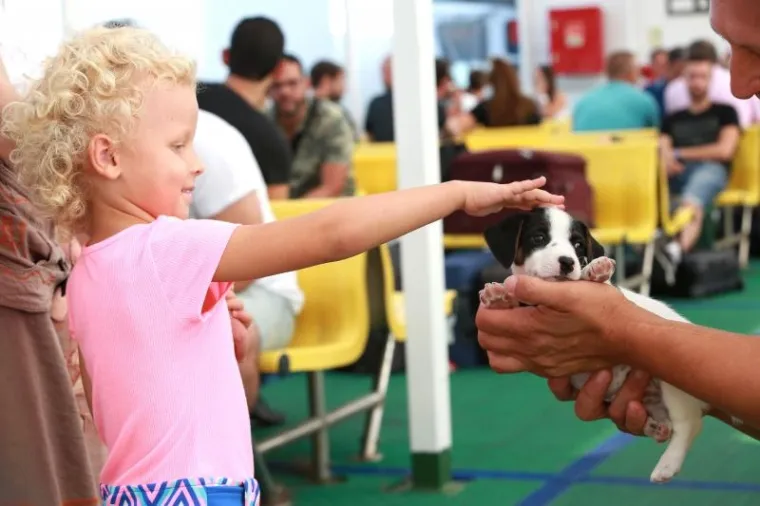 OVO JE NAJSLAĐI PAS NA HRVATSKOJ OBALI I ŠIRE: Štene Jack Russell terijera oduševilo putnike na trajektu za Stari Grad