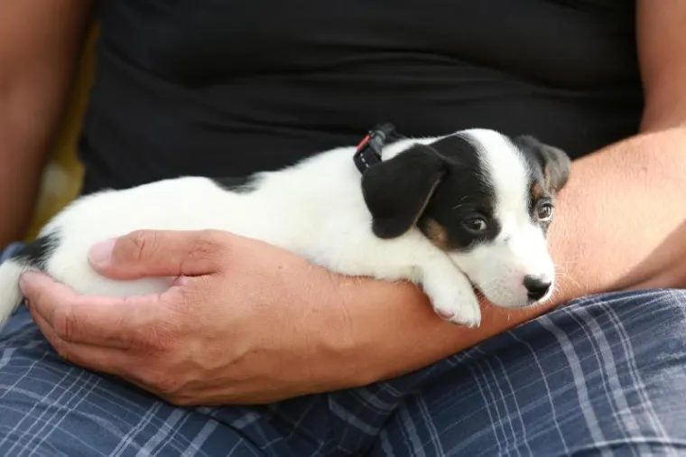 OVO JE NAJSLAĐI PAS NA HRVATSKOJ OBALI I ŠIRE: Štene Jack Russell terijera oduševilo putnike na trajektu za Stari Grad