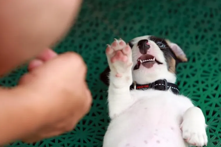 OVO JE NAJSLAĐI PAS NA HRVATSKOJ OBALI I ŠIRE: Štene Jack Russell terijera oduševilo putnike na trajektu za Stari Grad