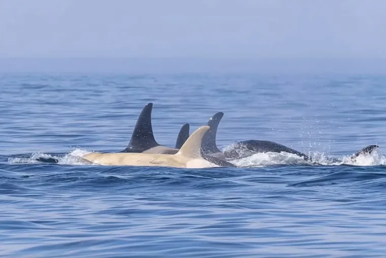 Ipak, orke se suočavaju s ozbiljnim prijetnjama uzrokovanim ljudskim aktivnostima. Zagađenje oceana (kemikalijama poput PCB-a koji se nakupljaju u njihovom masnom tkivu), smanjenje količine plijena (posebno kritično za specijalizirane populacije poput Južnih rezidentnih orki koje ovise o lososu), buka od brodova koja ometa komunikaciju i lov te rizik od izlijevanja nafte predstavljaju velike opasnosti. 