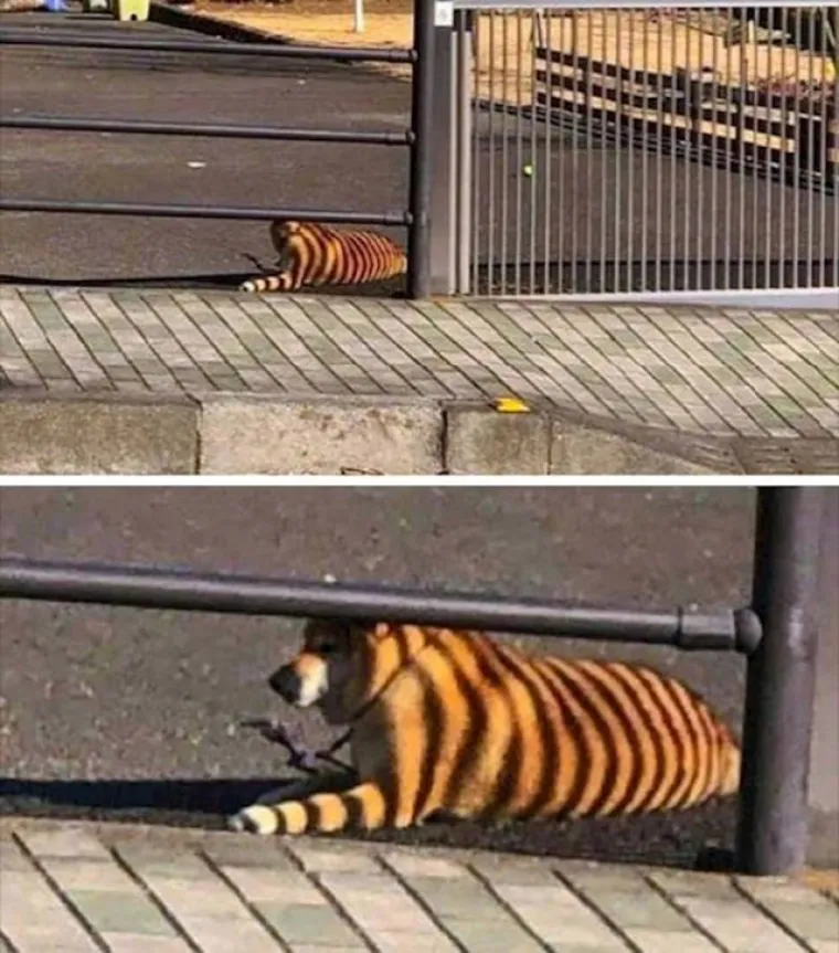 Što se ovdje događa? Ove fotografije su napravljene da vas izbezume