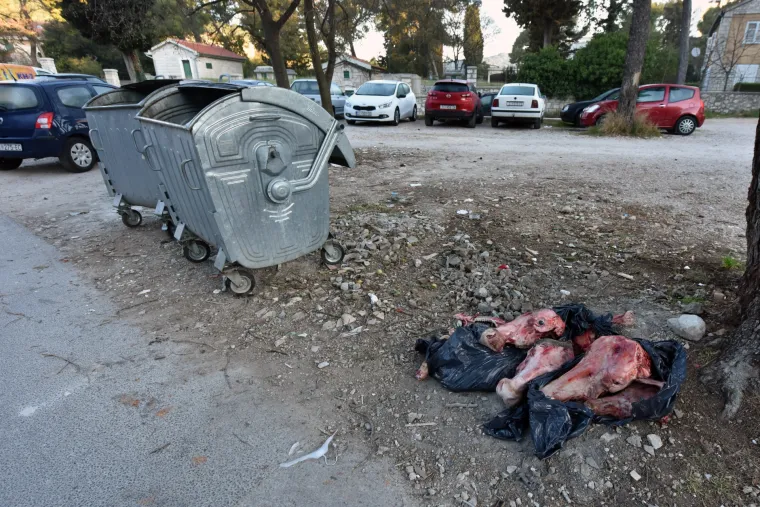 Životinjske kosti