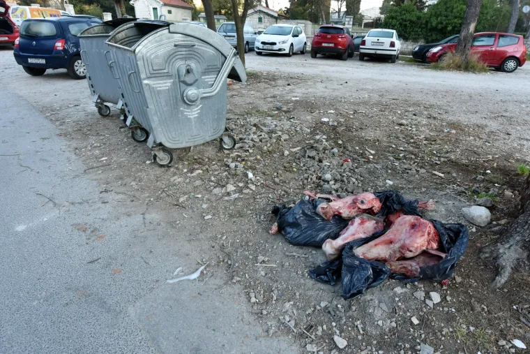Životinjske kosti