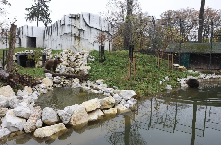 U zagrebački Zoološki vrt stigli brat i sestra, medvjedi Albert i Kveta