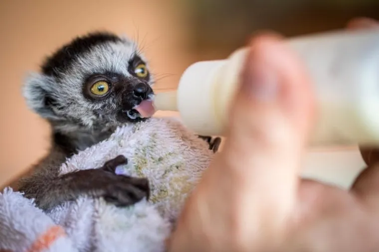 Preslatka beba lemur živi u kućnoj papuči, nakon što ju je napustila mama