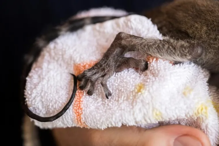 Preslatka beba lemur živi u kućnoj papuči, nakon što ju je napustila mama