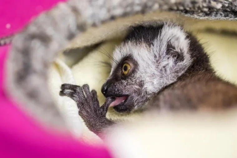 Preslatka beba lemur živi u kućnoj papuči, nakon što ju je napustila mama