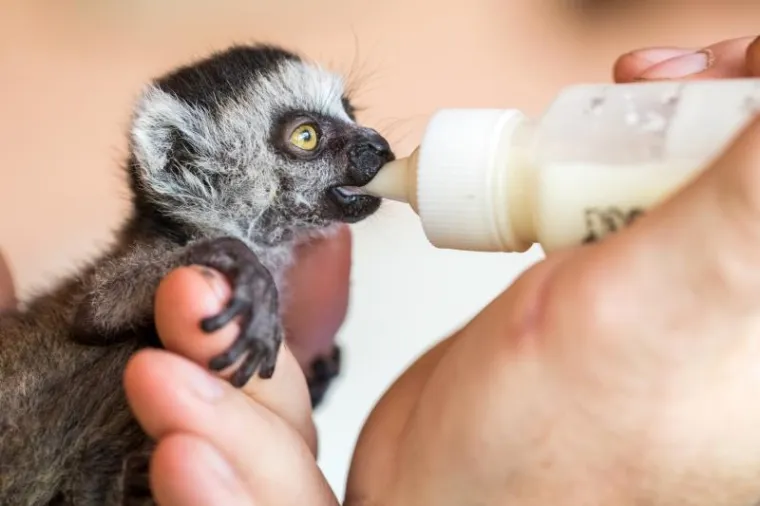 Preslatka beba lemur živi u kućnoj papuči, nakon što ju je napustila mama