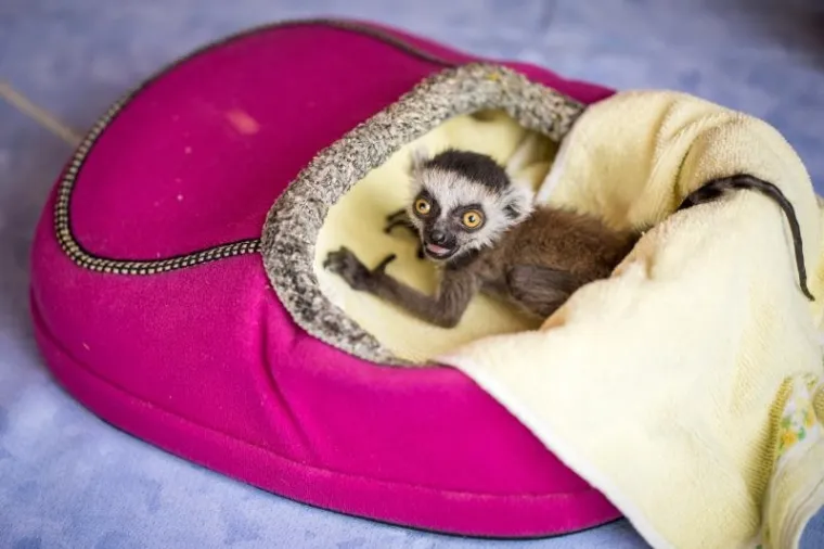 Preslatka beba lemur živi u kućnoj papuči, nakon što ju je napustila mama