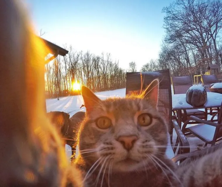 Slavna njuška: kad se mačak 'navuče' na selfieje, ni jedan celebrity mu nije ni do repa!