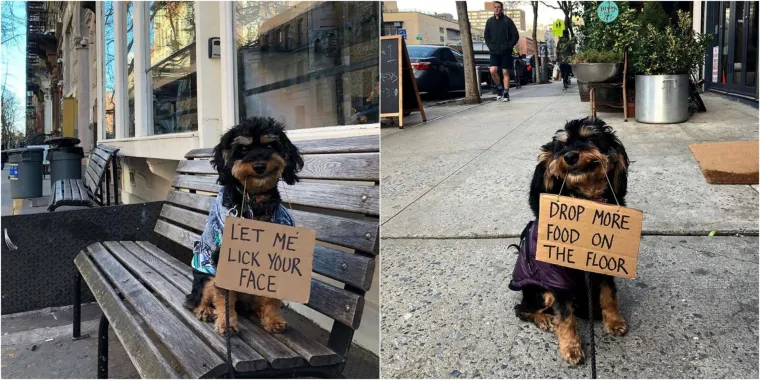 Ako imate Instagram, vjerojatno ste posljednjih mjeseci naletjeli na profil Dude With Sign na kojem tip zvani Seth na ulicama New Yorka drži duhovite natpise kako bi ukazao na neke probleme iz svakodnevice. Njegovu popularnost mogao bi ugroziti psić Baboy koji se odlučio na istu taktiku. Natpisima ukazuje na razne situacije iz prosječnog dana jednog psa, a zasad na Instagramu ima 175.000 pratitelja. Evo što vam Baboy želi poručiti.