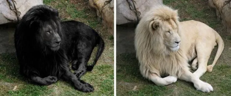 Ne vjerujte svemu što vidite: 20 viralnih fotografija koje su, zapravo, jedna velika prevara