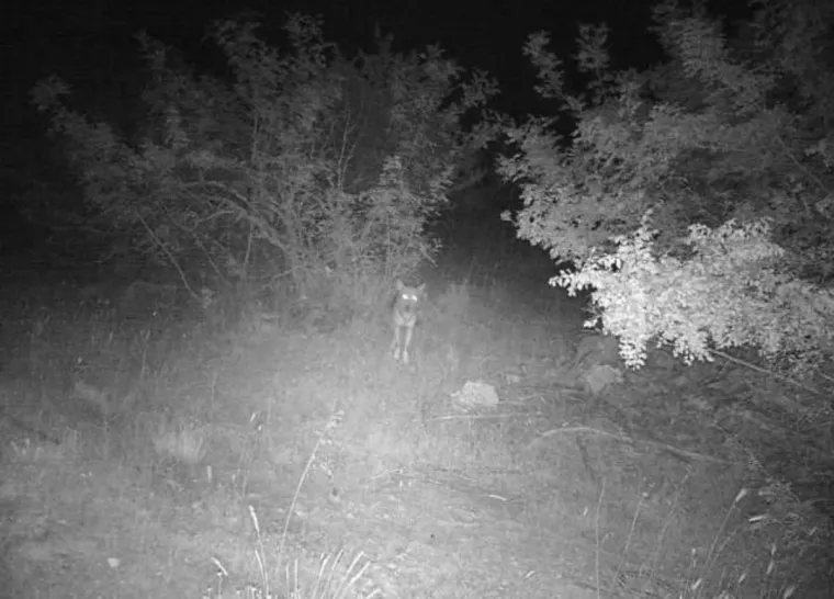 UZNEMIRUJUĆE Čopor vukova upao u štalu u Zagori i masakrirao ovce, prizori su strašni