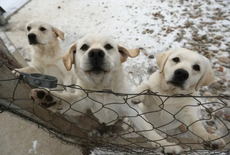 NAJLJEPŠI LABRADOR U KINI: Šampion Picasso obitelji Hemen