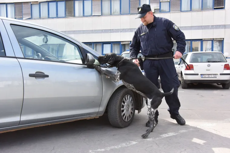 Najbolja njuška Hrvatske: Super njuhom švercere droge tjera u očaj!