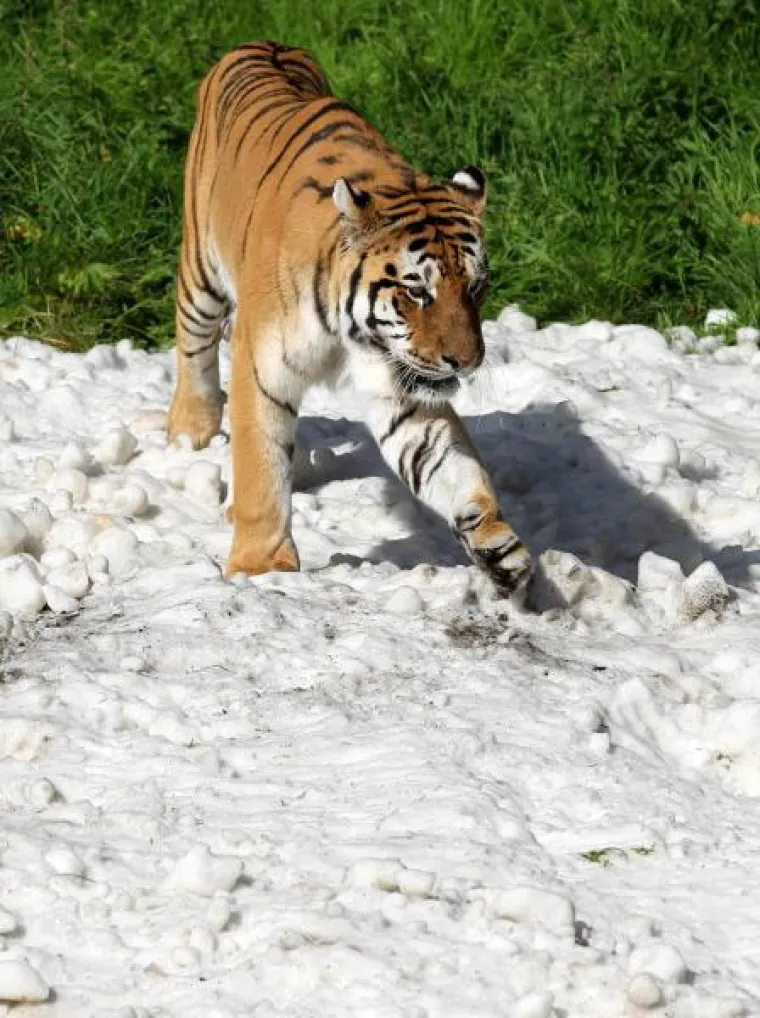 Čudesna ljubav tigra i snjegovića