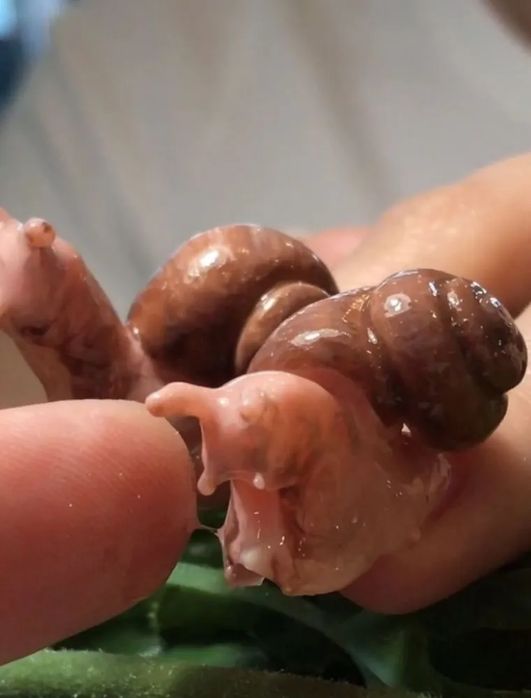 Ribež, kukci, zubi... zajednička riječ - NOKTI?!: 20 slika noktića kakve ne možete napraviti u običnom salonu