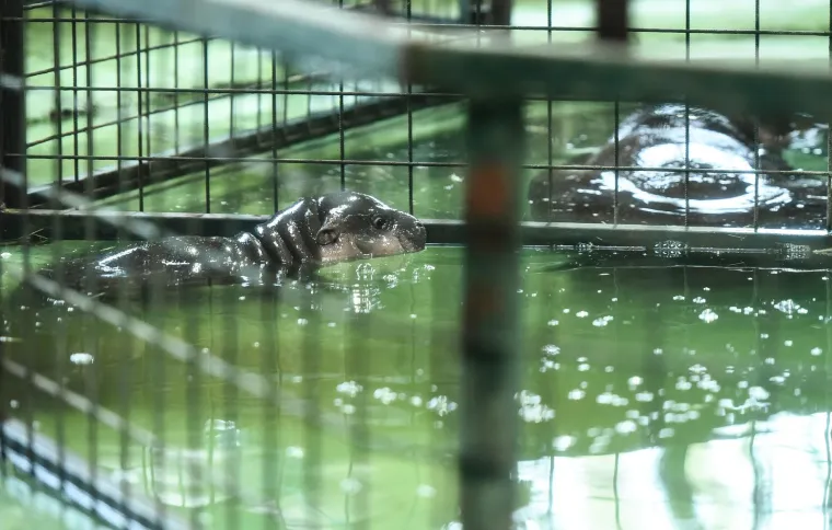 Ovo je novi član obitelji patuljastih vodenkonja u zagrebačkom Zoološkom vrtu