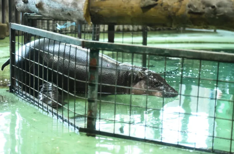 Ovo je novi član obitelji patuljastih vodenkonja u zagrebačkom Zoološkom vrtu