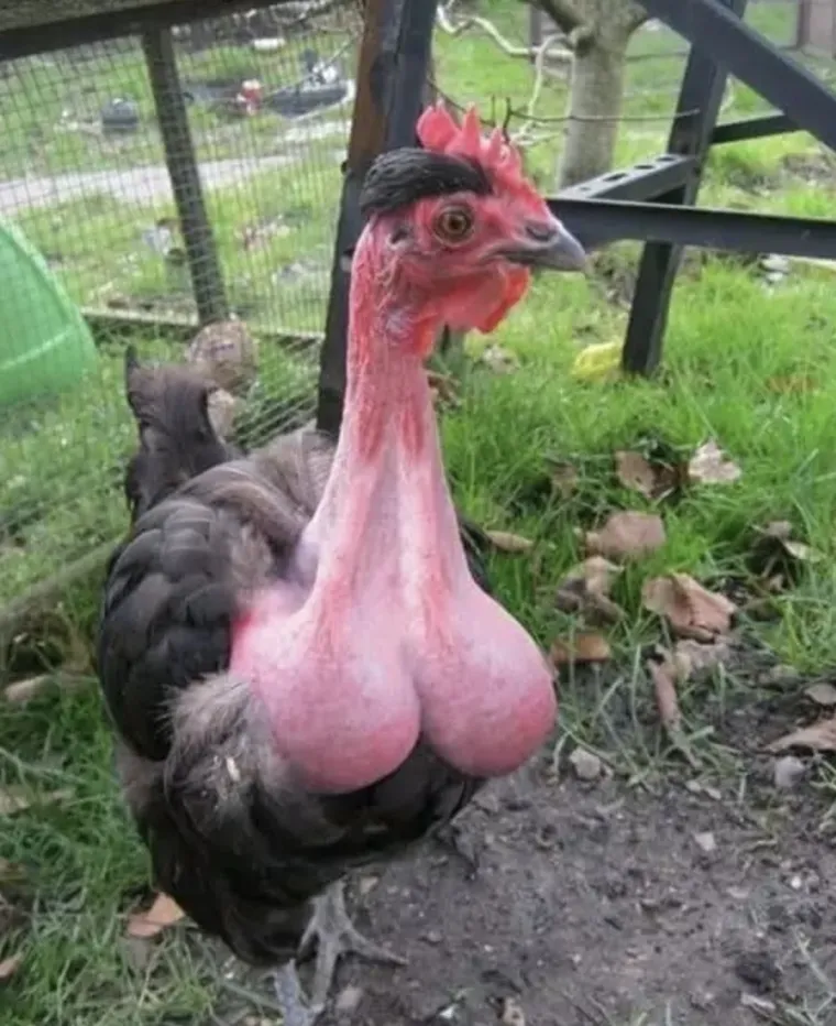 Životinje koje izgledaju kao falusi i koje nikada ne želimo vidjeti uživo