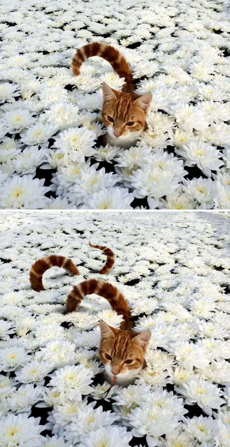Foto šoping: Ovo su pobjednici natjecanja u Photoshopu koji se odvio na Redditu
