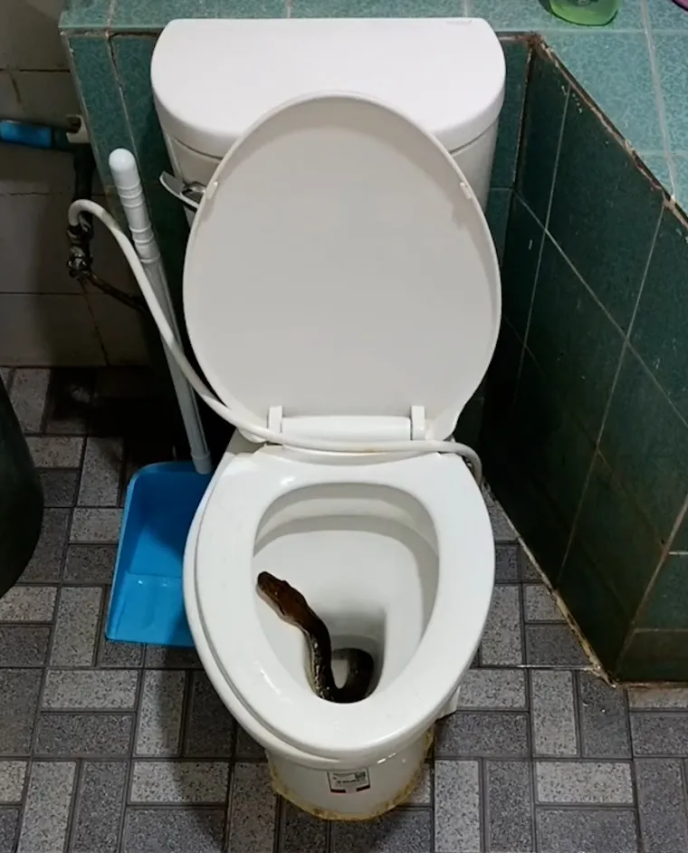 Tajlanđanin se spremao za spavanje pa uočio veliku zmiju. Virila je iz zahodske školjke