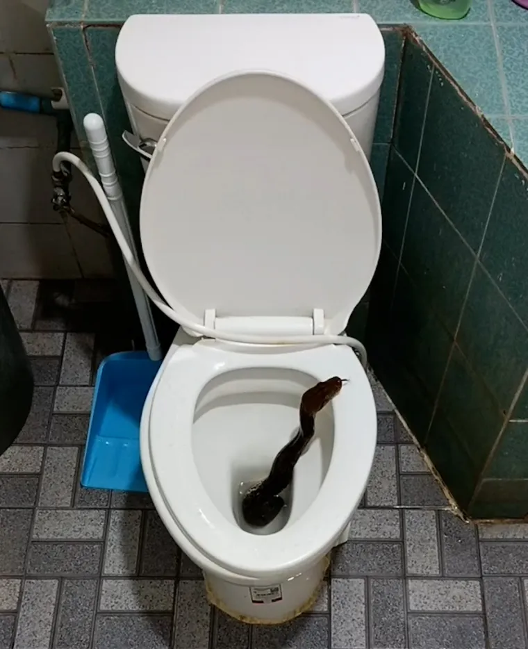 Tajlanđanin se spremao za spavanje pa uočio veliku zmiju. Virila je iz zahodske školjke