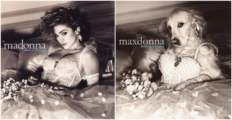 Prima donna: Ovaj pas je savršeno iskopirao sve Madonnine ikonske fotografije