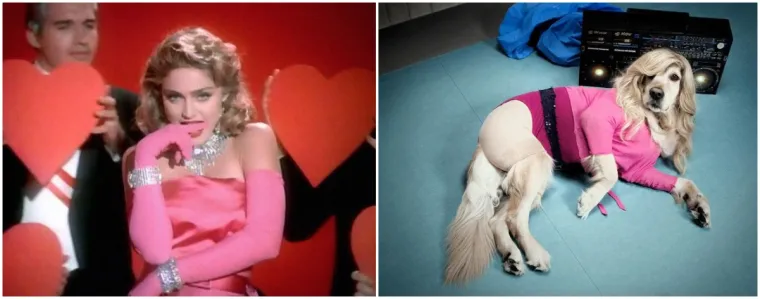 Prima donna: Ovaj pas je savršeno iskopirao sve Madonnine ikonske fotografije