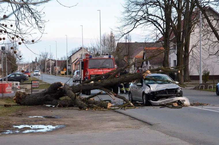 DRAMA U SLAVONIJI: Pogledajte kako je stablo palo na automobil u vožnji