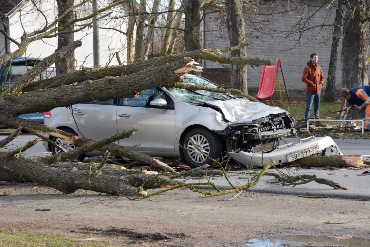 DRAMA U SLAVONIJI: Pogledajte kako je stablo palo na automobil u vožnji