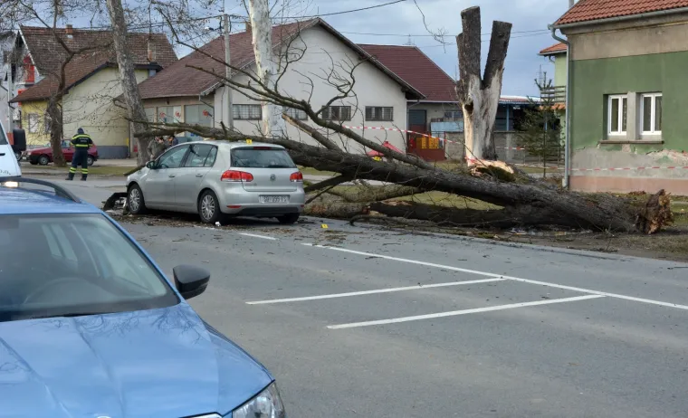 DRAMA U SLAVONIJI: Pogledajte kako je stablo palo na automobil u vožnji