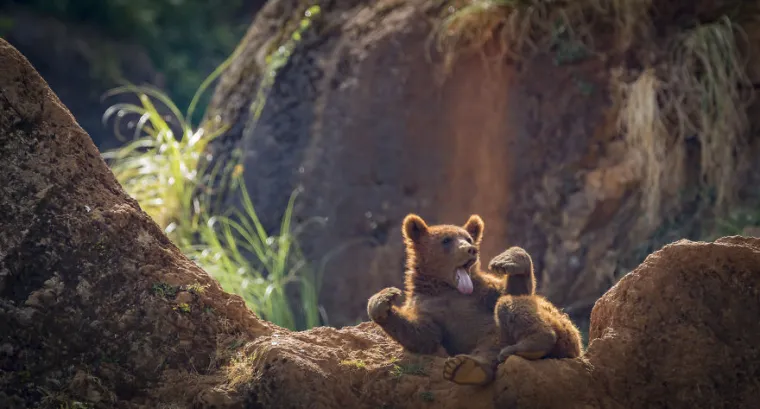 Rekli smo ljudima diljem svijeta tko se sve kandidirao za predsjedničke izbore u Hrvatskoj i ovo su njihove reakcije