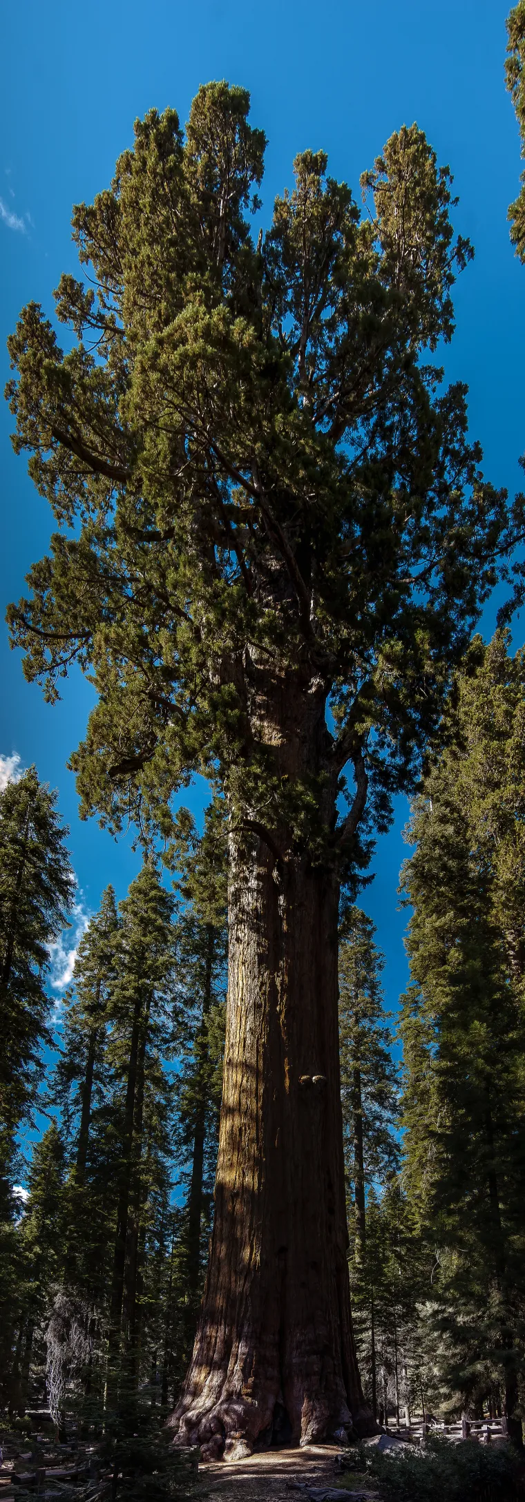 General Sherman  naziv je za najveće stablo na svijetu u nacionalnom parku Sequoia u američkoj Kaliforniji. Sekvoje nisu najviša, najšira niti najdugovječnija stabla, no s visinom od 83,8 metara, i promjerom od 7.7 metara, procjenjuje se kako stablo nazvano po američkom sjevernjačkom generalu ima 1.487 kubnih metara drva.