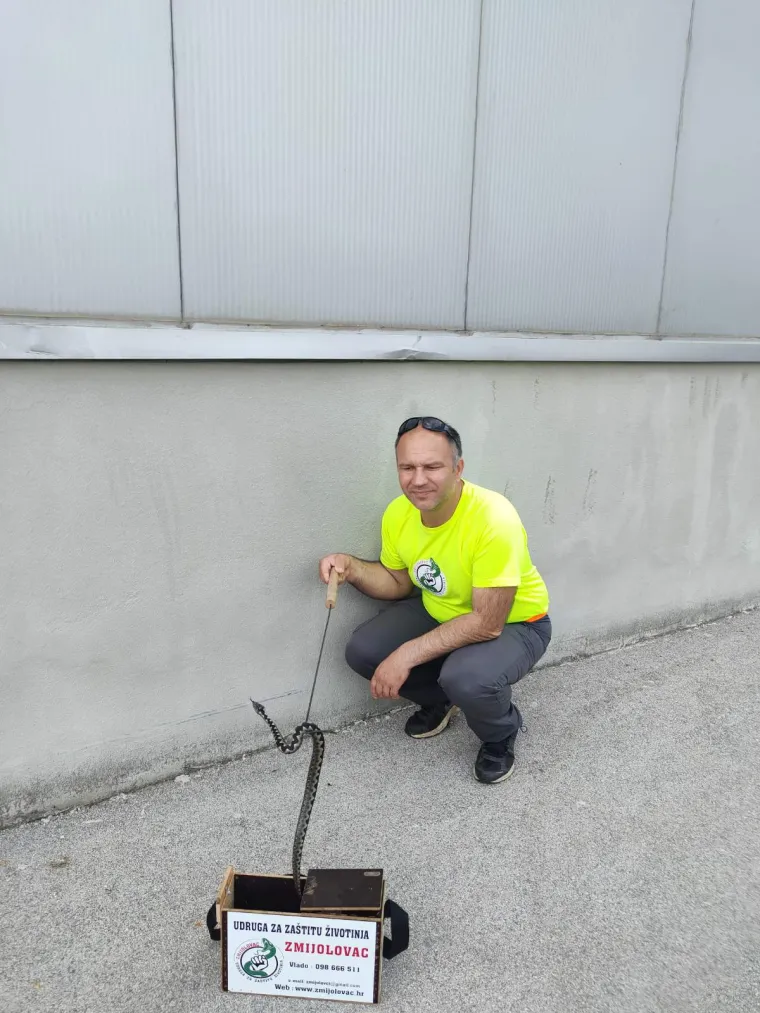 Zmijolovci u akciji